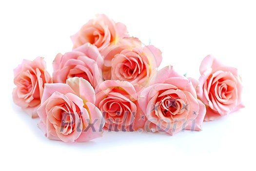 Pile of pink rose blossoms on white background Pile of pink rose blossoms on white background
