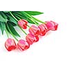 Pink tulips on white background