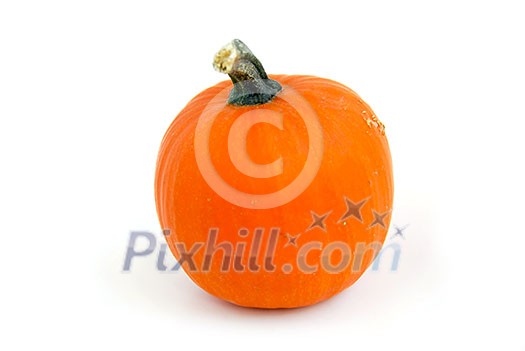 Mini pumpkin on white background Mini pumpkin on white background