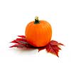 Mini pumpkin with autumn leaves on white background