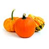 Three mini pumpkins on white background
