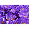 Purple crocuses closeup