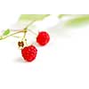 Macro of raspberry branch on white background