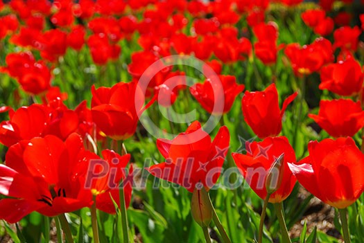 Sea of red tulips Sea of red tulips