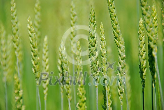 Growing green grain rye close up Growing green grain rye close up