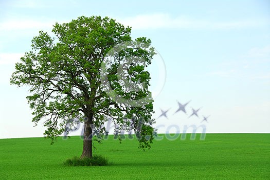 Single tree in summer horizontal Single tree in summer horizontal
