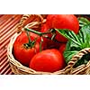 Tomatos and basil in a basket