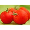 Several fresh dewy tomatoes close up on green background
