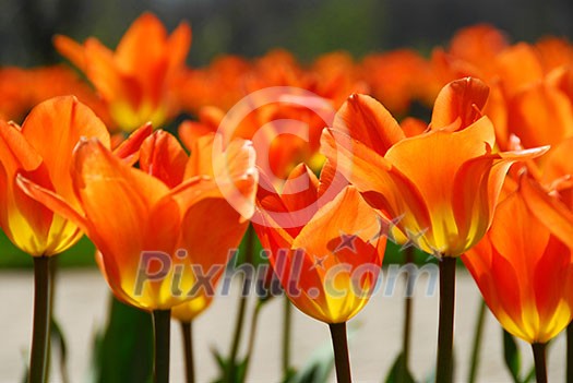 Orange backlit tulips Orange backlit tulips