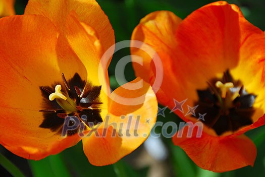 Two tulips macro Two tulips macro
