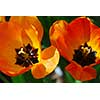 Two tulips macro