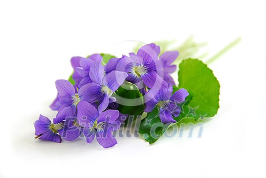 Wild spring violets on white background Wild spring violets on white background