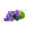 Wild spring violets on white background