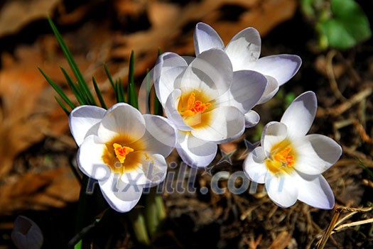 White crocus flowers White crocus flowers