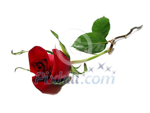 Beautiful single red rose isolated on white background Beautiful single red rose isolated on white background