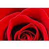 Macro image of a beautiful red rose