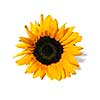 Single sunflower isolated on white background
