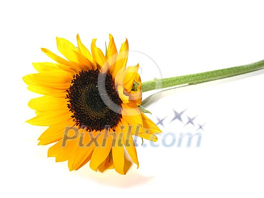 Single sunflower isolated on white background Single sunflower isolated on white background