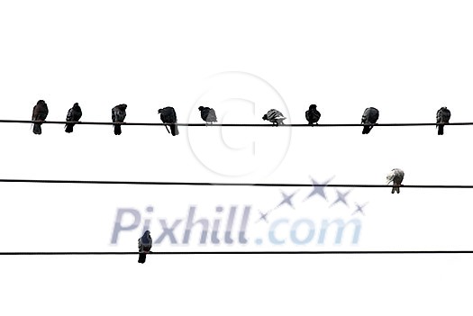 Birds sitting on wires isolated on white background Birds sitting on wires isolated on white background
