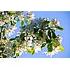 Branch of an apple tree blooming on background of blue sky