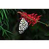 Rice paper butterfly on red flower