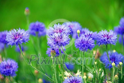 Blue cornflowers on green background Blue cornflowers on green background