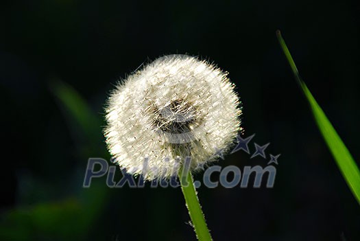 White seeding dandelion in late afternoon sunlight with grass blade White seeding dandelion in late afternoon sunlight with grass blade