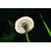 White seeding dandelion in late afternoon sunlight with grass blade