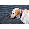 Portrait of a yellow lab standing in water, profile