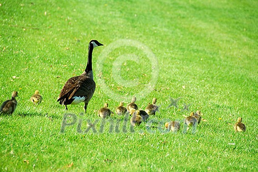 Canadian mother goose with her goslings walking on green grass Canadian mother goose with her goslings walking on green grass