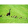 Canadian mother goose with her goslings walking on green grass