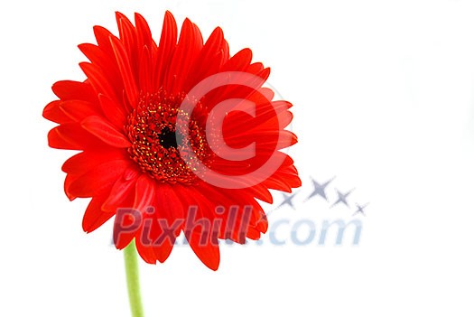 Red gerbera flower on white background with a stem Red gerbera flower on white background with a stem