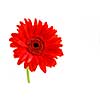 Red gerbera flower on white background with a stem