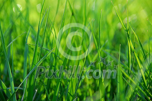 Green grass macro background with grass blades Green grass macro background with grass blades