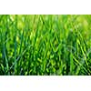 Green grass macro background with grass blades