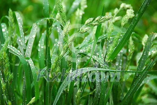Macro of tall green grass blades with raindrops Macro of tall green grass blades with raindrops