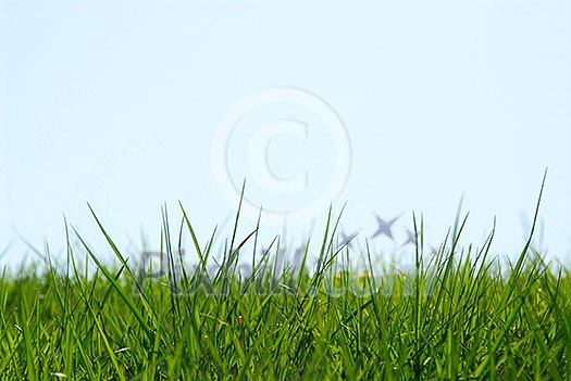 Background of grass and sky Background of grass and sky
