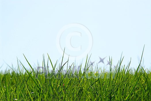 Background of grass and sky