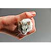 Dwarf hamster in child's hand