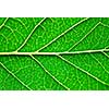 Extreme macro of green leaf with veins