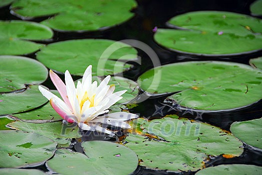 Blooming water lily close up Blooming water lily close up