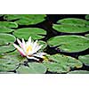 Blooming water lily close up