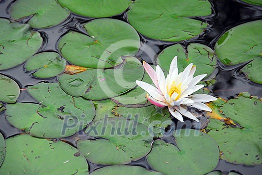 Blooming water lily Blooming water lily