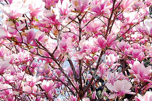 Background of blooming magnolia tree with big pink flowers Background of blooming magnolia tree with big pink flowers