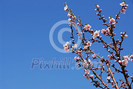 Branches of blooming peach tree Branches of blooming peach tree