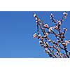 Branches of blooming peach tree