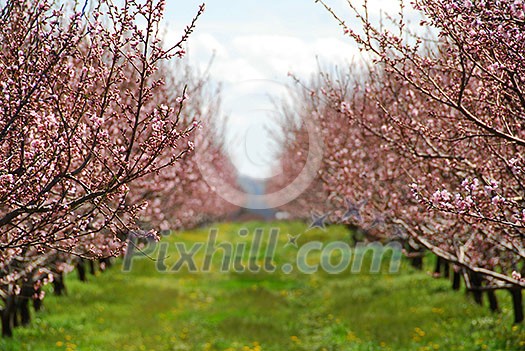 Blooming peach orchard in spring Blooming peach orchard in spring