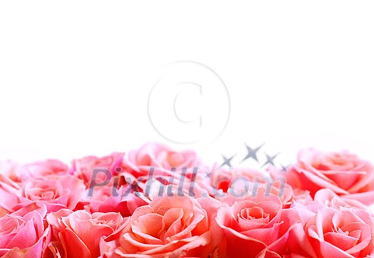 Pink rose border with white space for copy Pink rose border with white space for copy