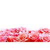 Pink rose border with white space for copy