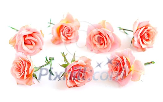 Rose blossoms on white background Rose blossoms on white background